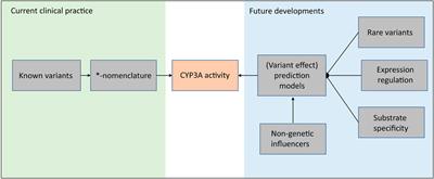 Why We Need to Take a Closer Look at Genetic Contributions to CYP3A Activity